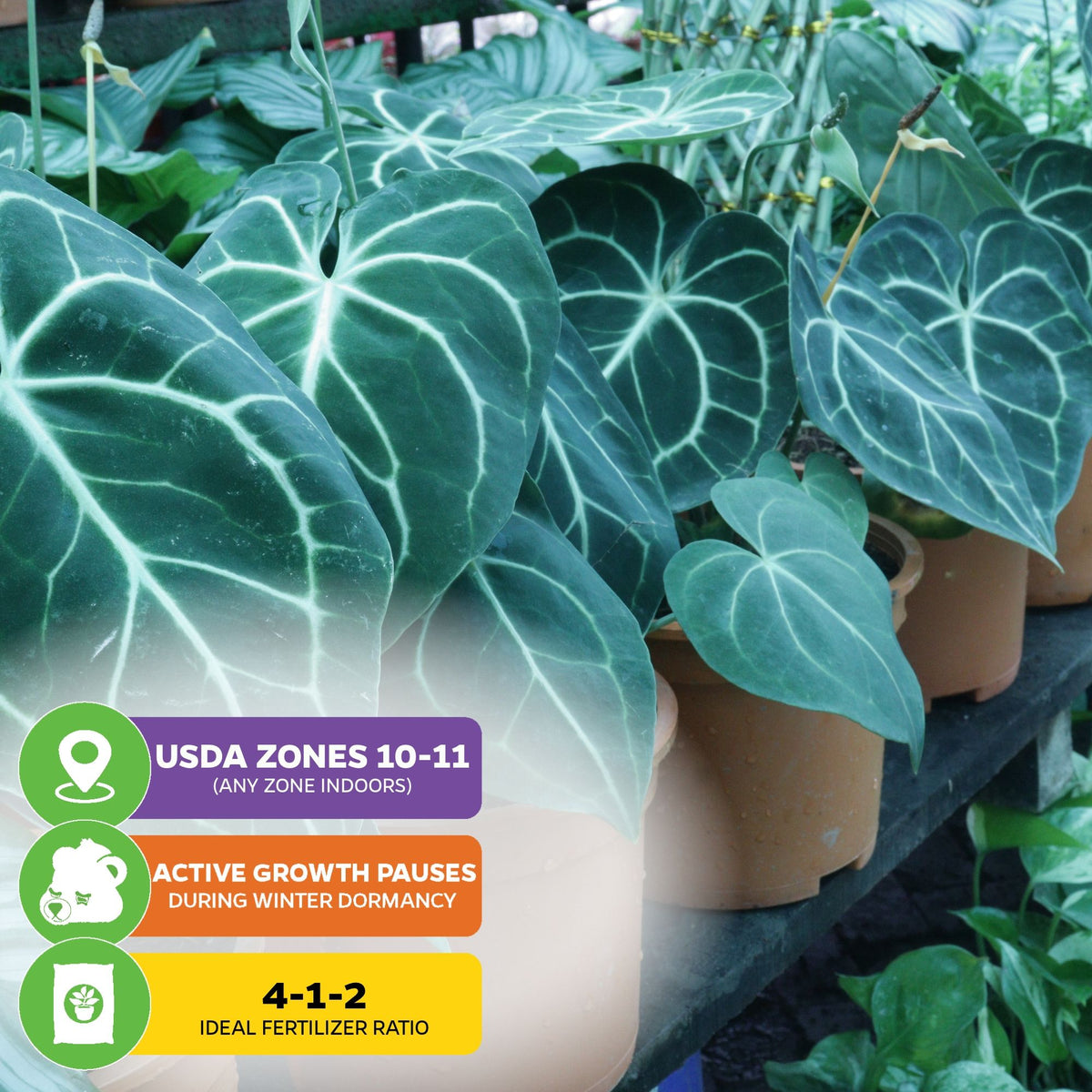 Anthurium clarinervium (Velvet Cardboard Anthurium)