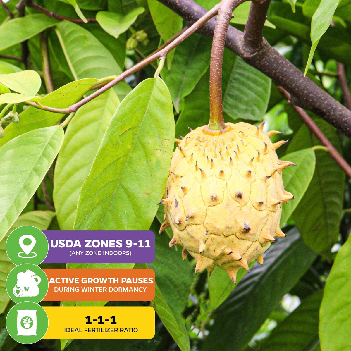 Rollinia Fruit (Biriba / Lemon Meringue Pie Fruit) - Rollinia deliciosa