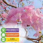 Pink Tabebuia (Rosy Trumpet Tree) - Tabebuia rosea