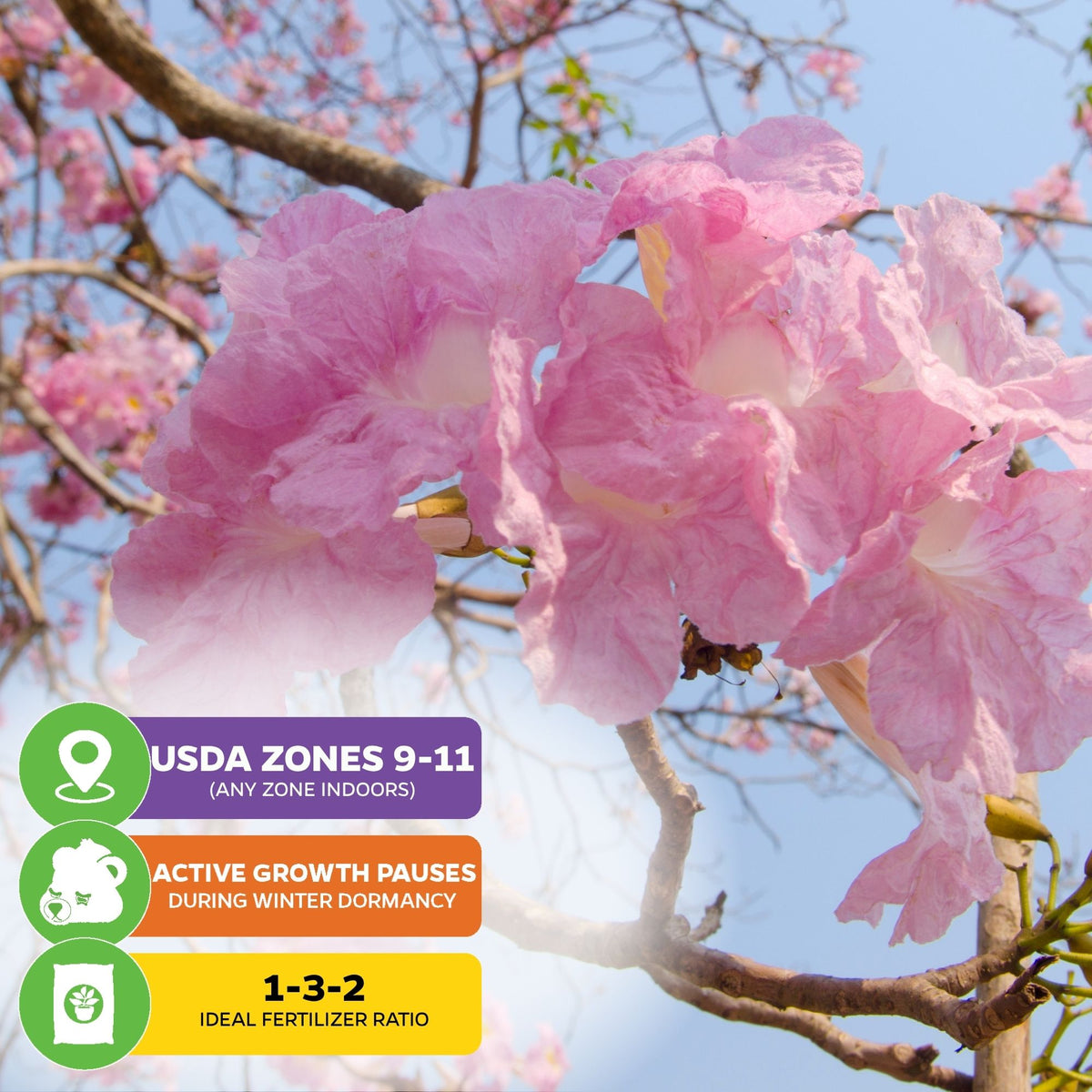 Pink Tabebuia (Rosy Trumpet Tree) - Tabebuia rosea