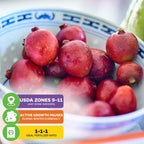 Cattley Guava (Strawberry Guava) - Psidium littorale cattleianum