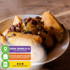 Matoke Banana (East African Highland Matooke) - Musa
