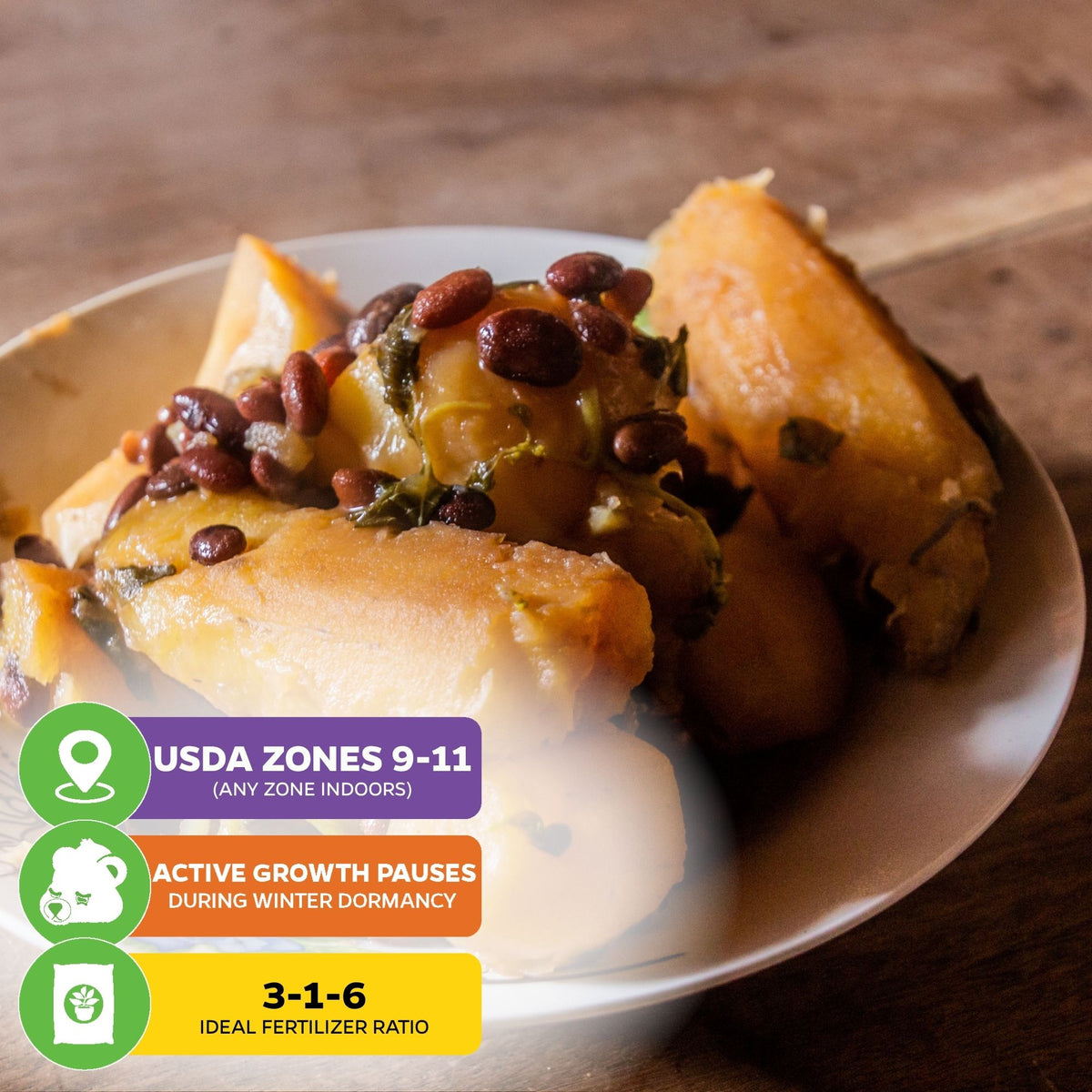 Matoke Banana (East African Highland Matooke) - Musa