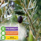 Mission Olive Tree (California Mission) - Olea Europaea