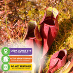 Maroon Carnivorous Pitcher Plant - Sarracenia