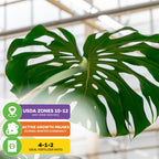 Monstera deliciosa - Split-Leaf Philodendron/Swiss Cheese