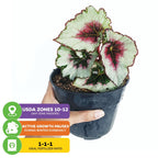 Begonia rex 'Kotobuki' Japanese Hybrid - Begonia rex-cultorum 'Kotobuki'