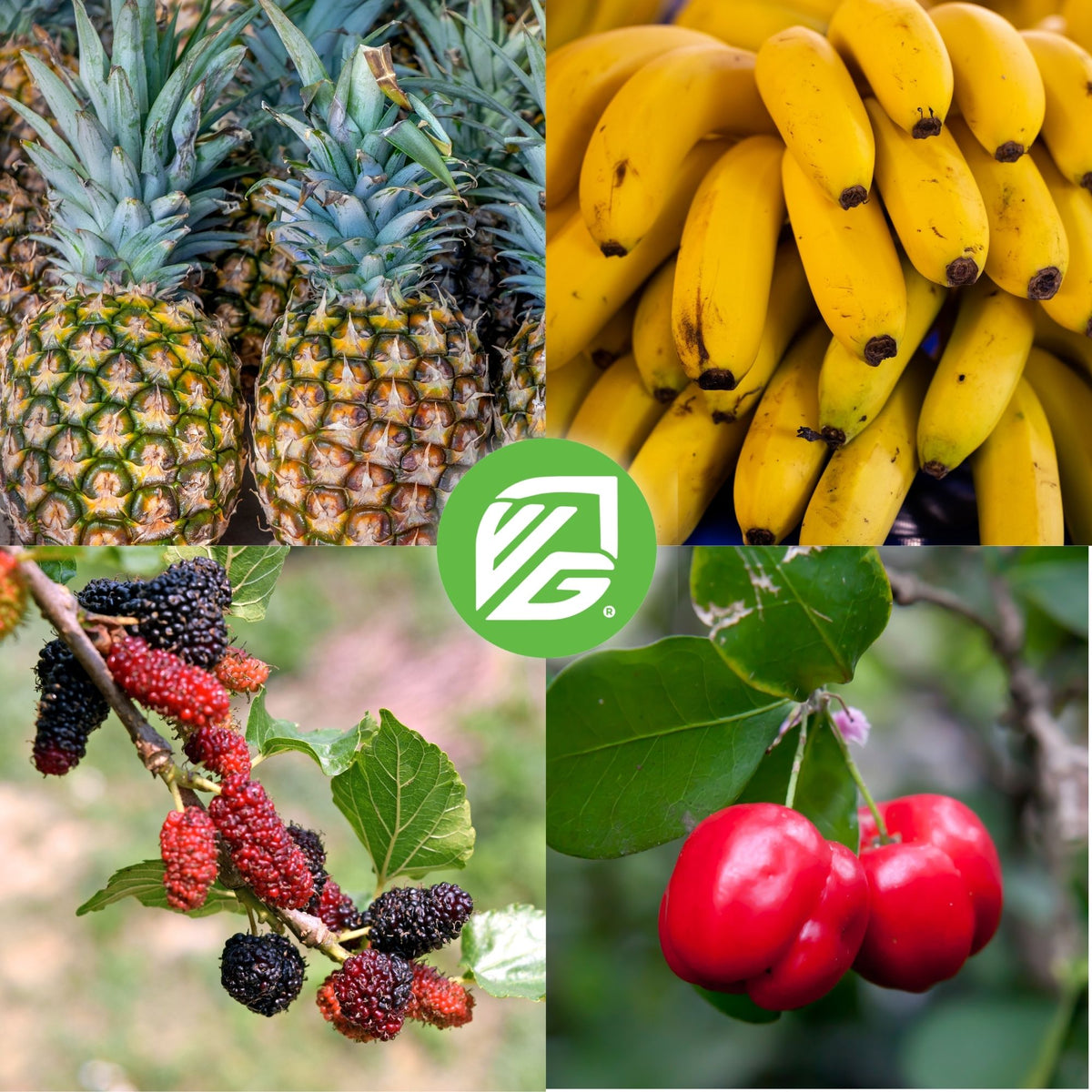 Food Forest Foundations Bundle (4): Banana, Mulberry, Pineapple & Tropical Cherry
