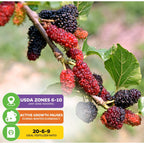 Dwarf Thai Mulberry - Morus alba hybrid
