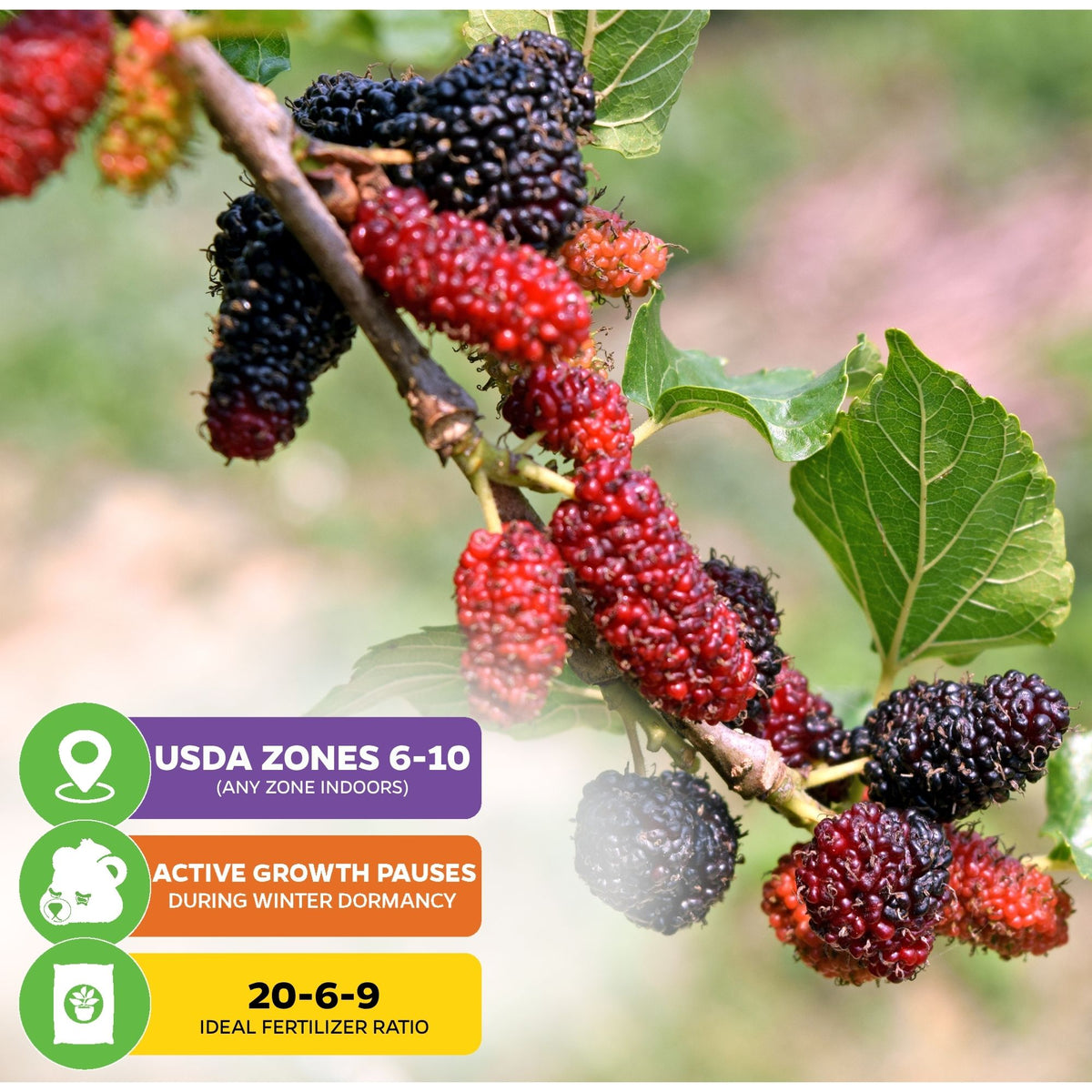 Dwarf Thai Mulberry - Morus alba hybrid