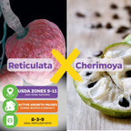 Painter's Cherilata (Grafted) - Annona cherimoya x reticulata
