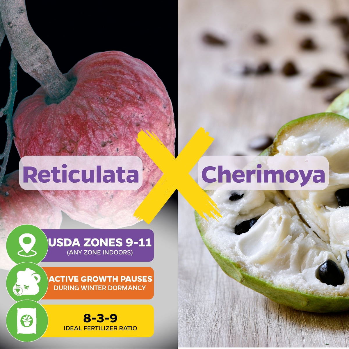 Painter's Cherilata (Grafted) - Annona cherimoya x reticulata