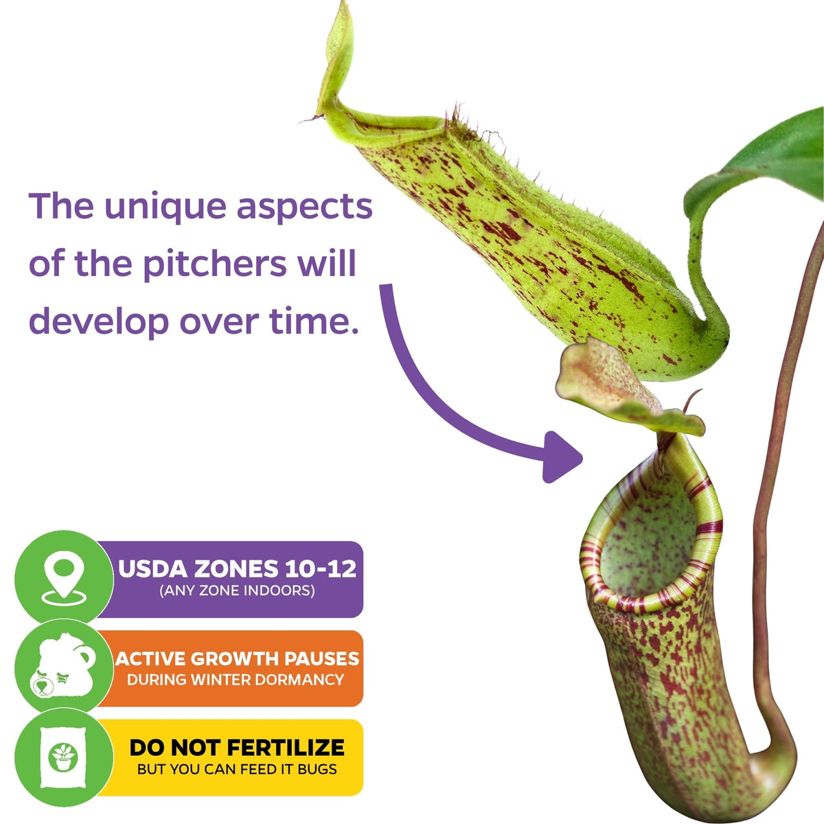 Nepenthes burbidgeae x edwardsiana 'Burbeddy' Pitcher Plant - Nepenthes