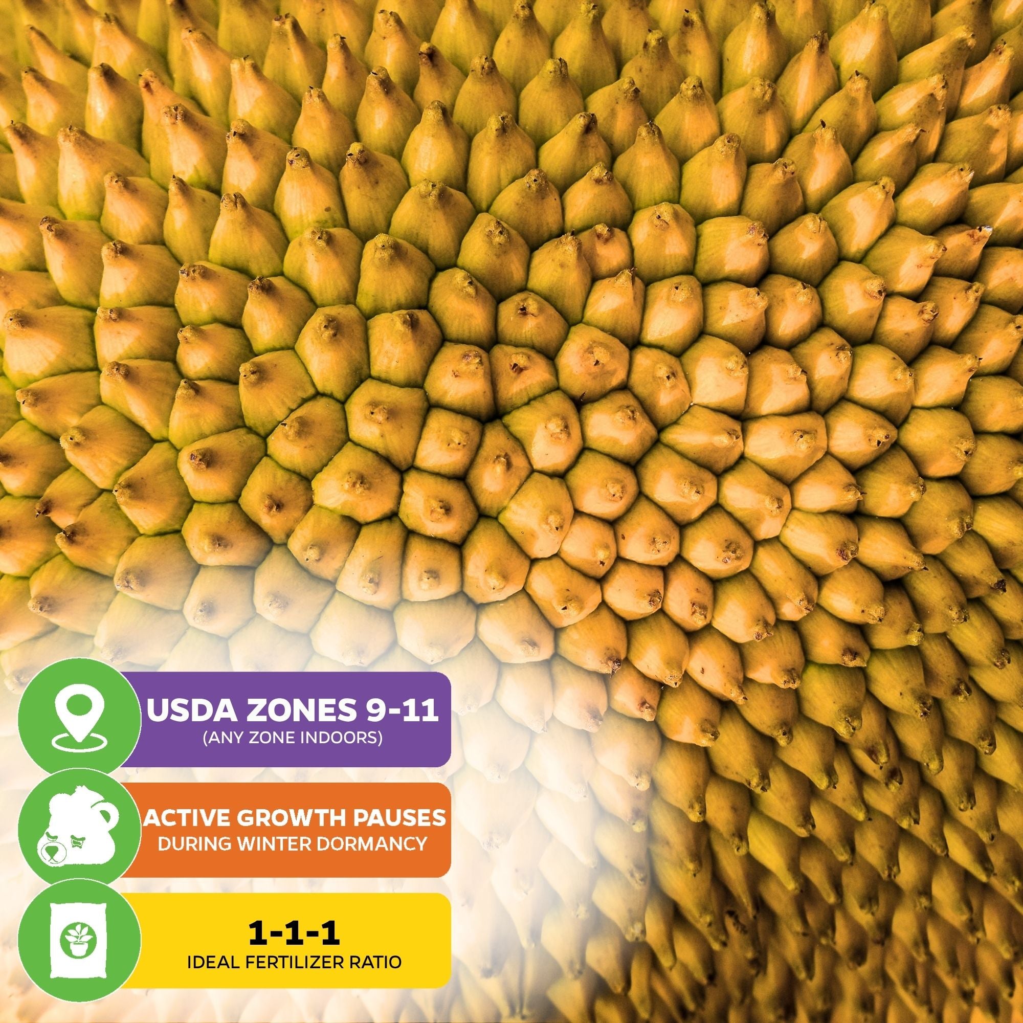 Jackfruit Sunshine Crunch (Ratu Red) - Artocarpus heterophyllus