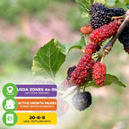 Illinois Everbearing Red Mulberry Tree - Morus rubra