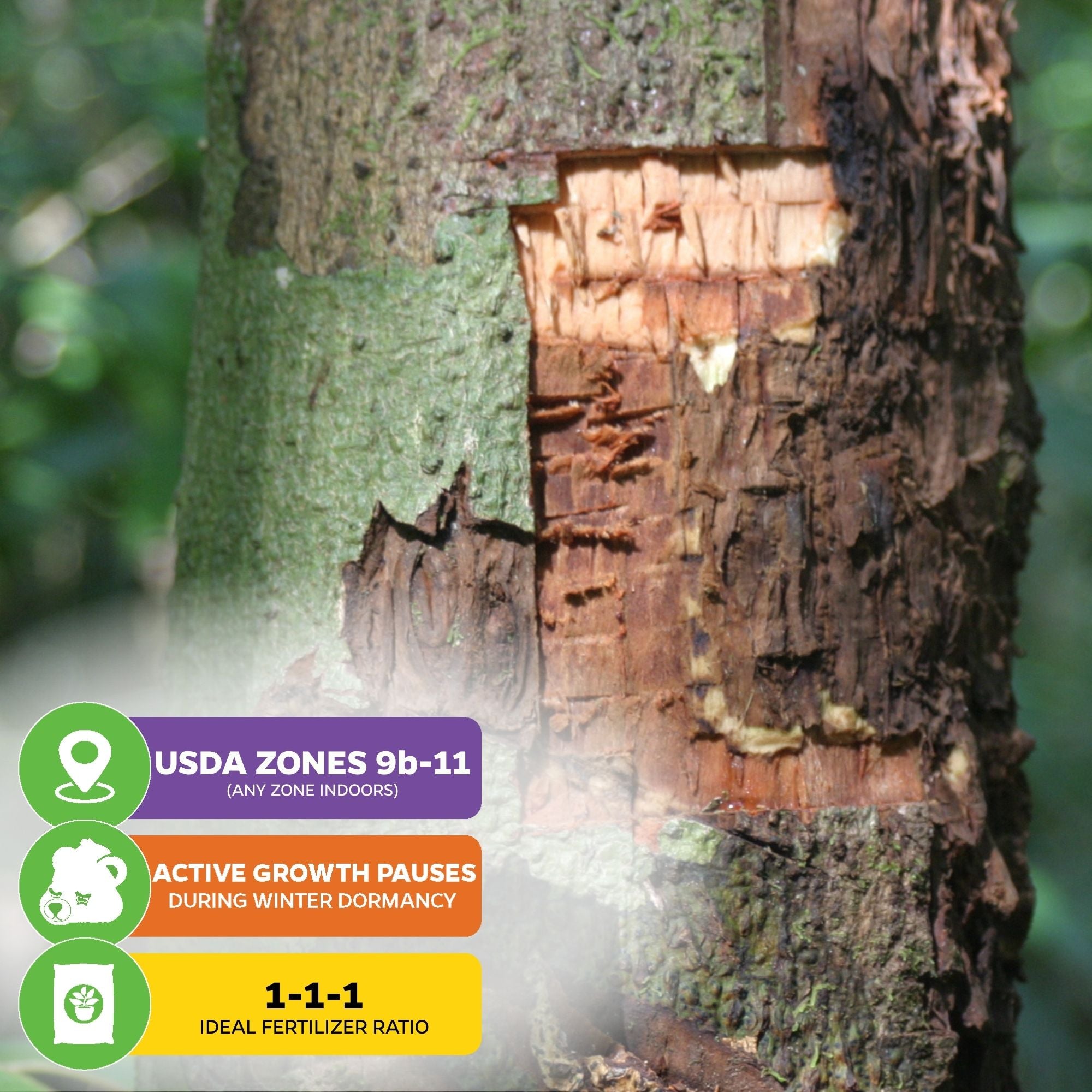 Cinnamon Tree - Cinnamomum zeylanicum