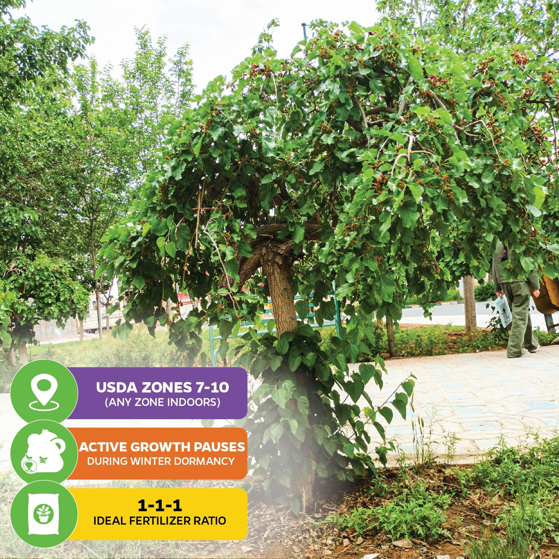 Mojo Berry PP Mulberry - Morus rotundiloba (Premium Size)