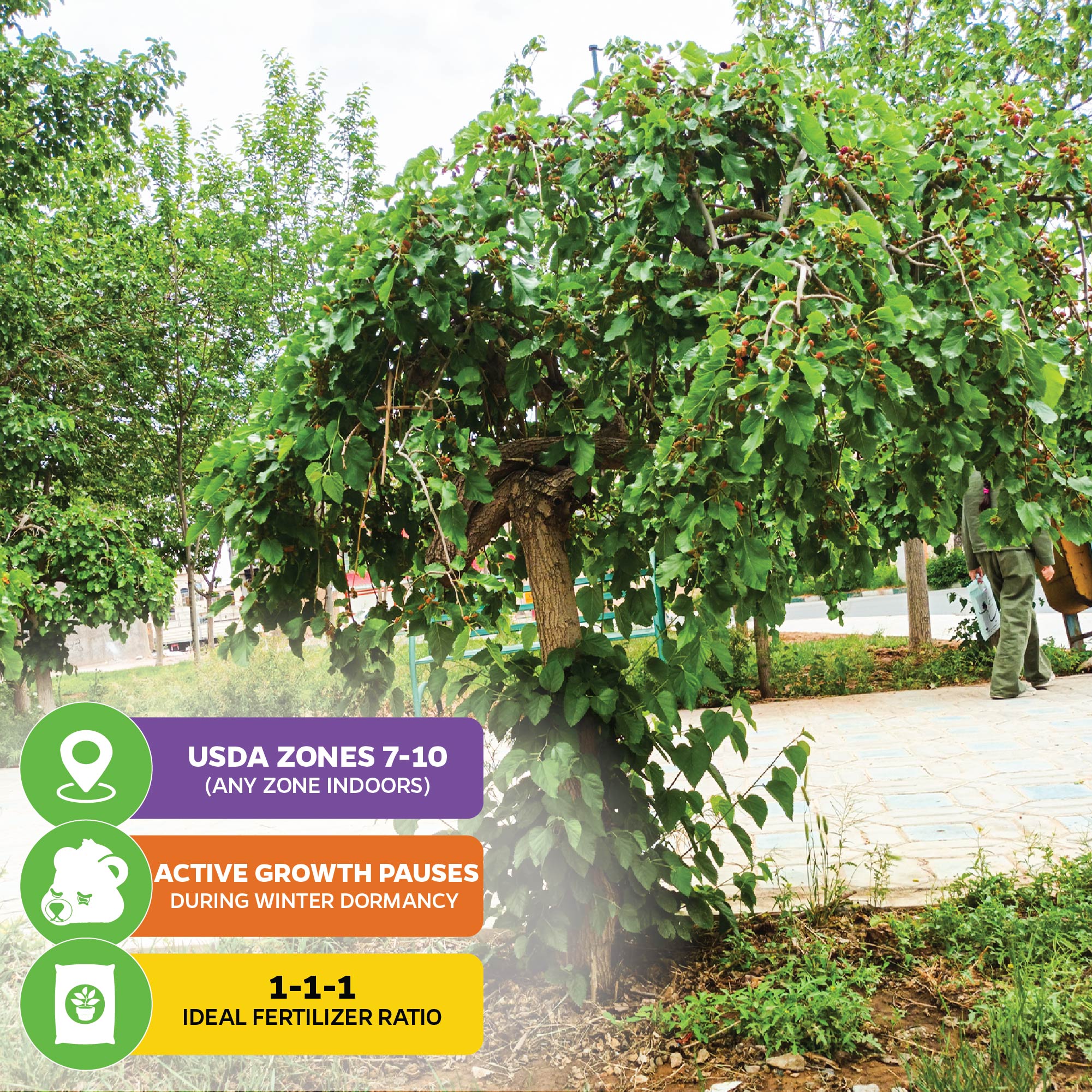 Mojo Berry PP Mulberry - Morus rotundiloba (Premium Size)
