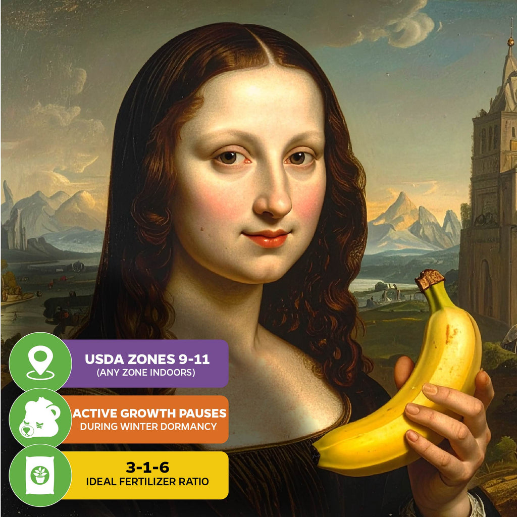 Mona Lisa Banana - Musa acuminata