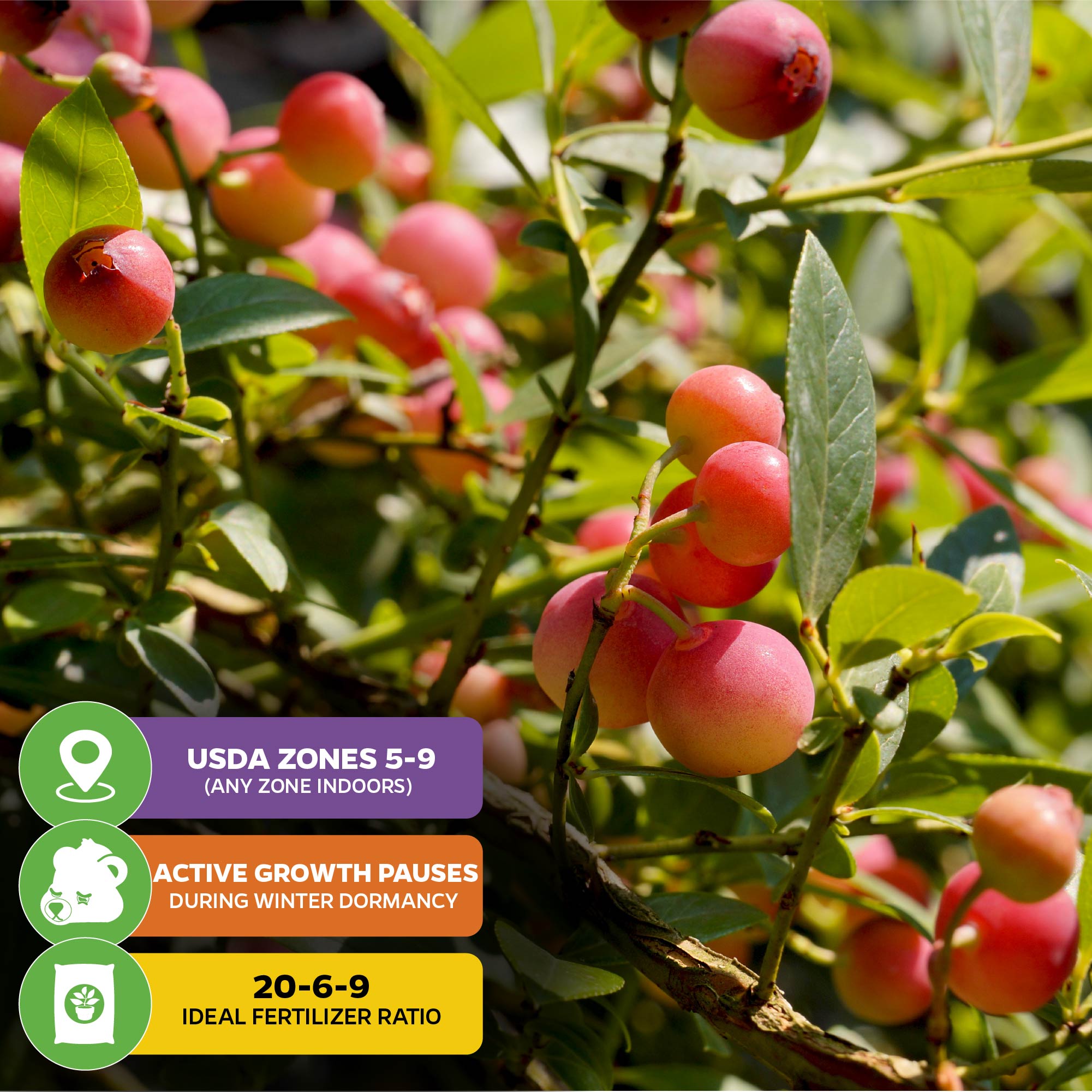 Close-up of Wellspring Gardens’ Pink Lemonade Blueberry (Rabbiteye) - Vaccinium, a self-pollinating shrub for USDA zones 5–9; needs winter dormancy and thrives with 20-6-9 fertilizer. Shown on leafy branches.