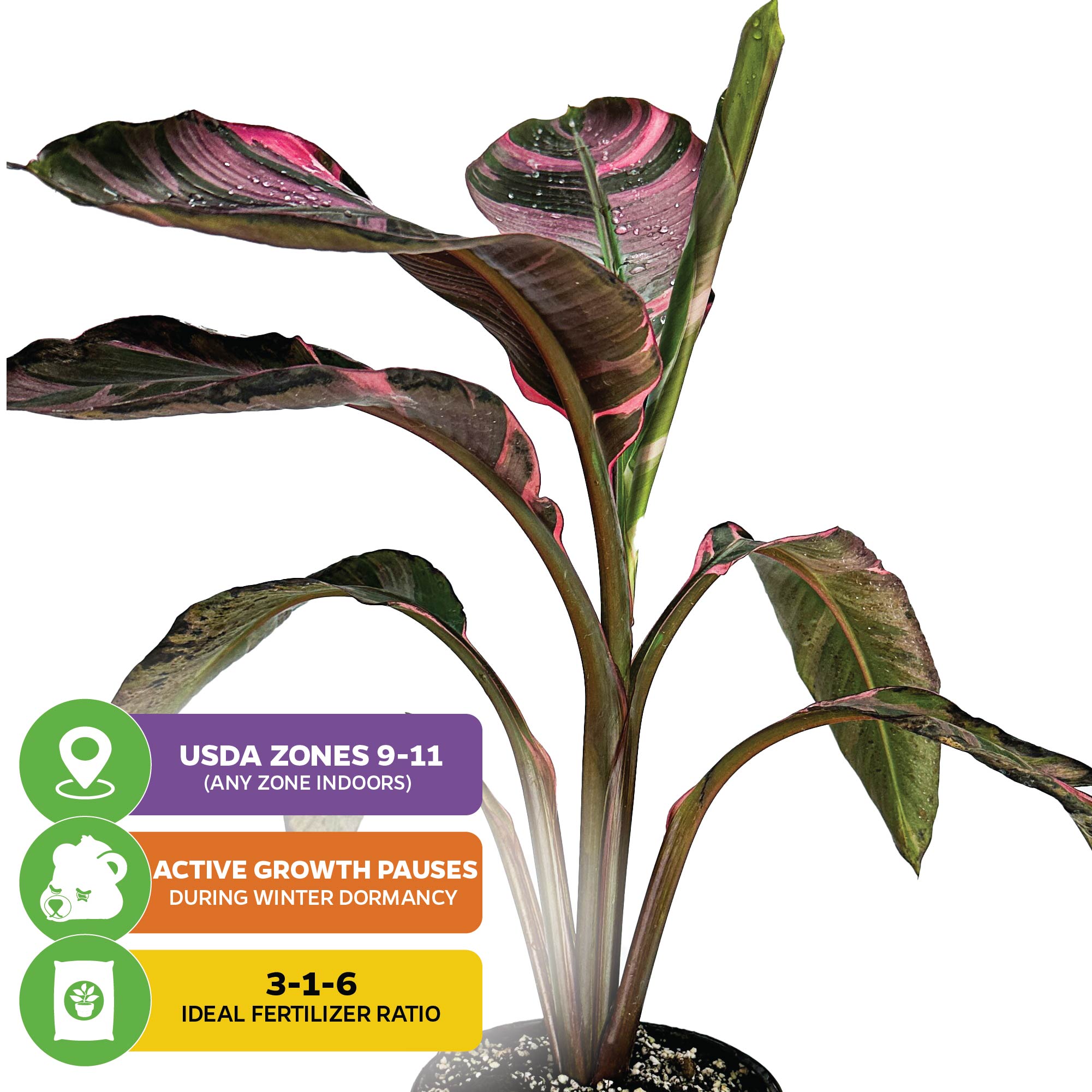 Musa NoNo Pink Variegated Banana - Musa 'Nono' – Wellspring Gardens