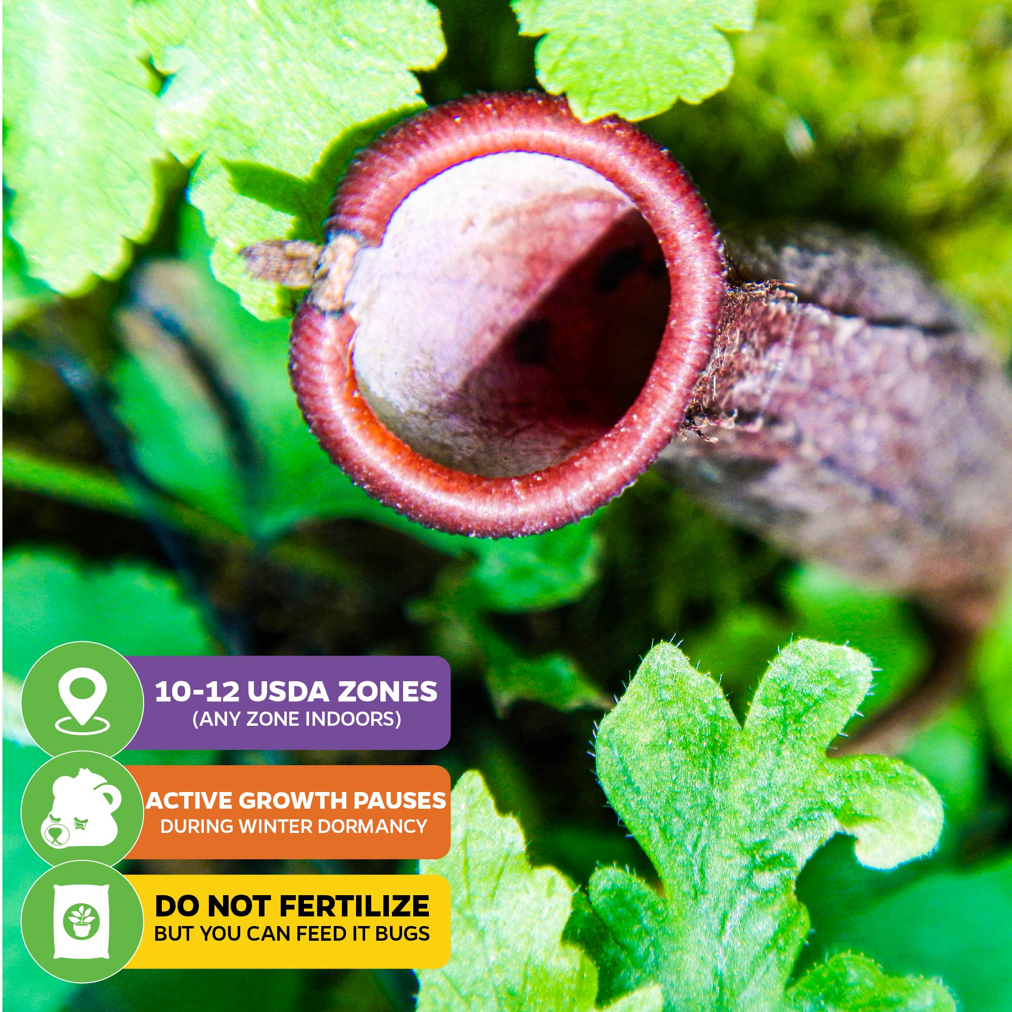 Close-up of the Rebecca Soper Pitcher Plant (Nepenthes ventricosa x gracillima) by Wellspring Gardens, surrounded by green leaves. Info: USDA zones 10-12, winter dormancy halts growth, do not fertilize—bugs are okay.