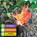 A vivid orange bloom emerges from dried leaves amid the red-green foliage of Wellspring Gardens’ Red Abyssinian Banana (Ensete ventricosum Maurelii). Infographic notes USDA zones 8–11, winter dormancy, and a 15-5-30 fertilizer ratio.