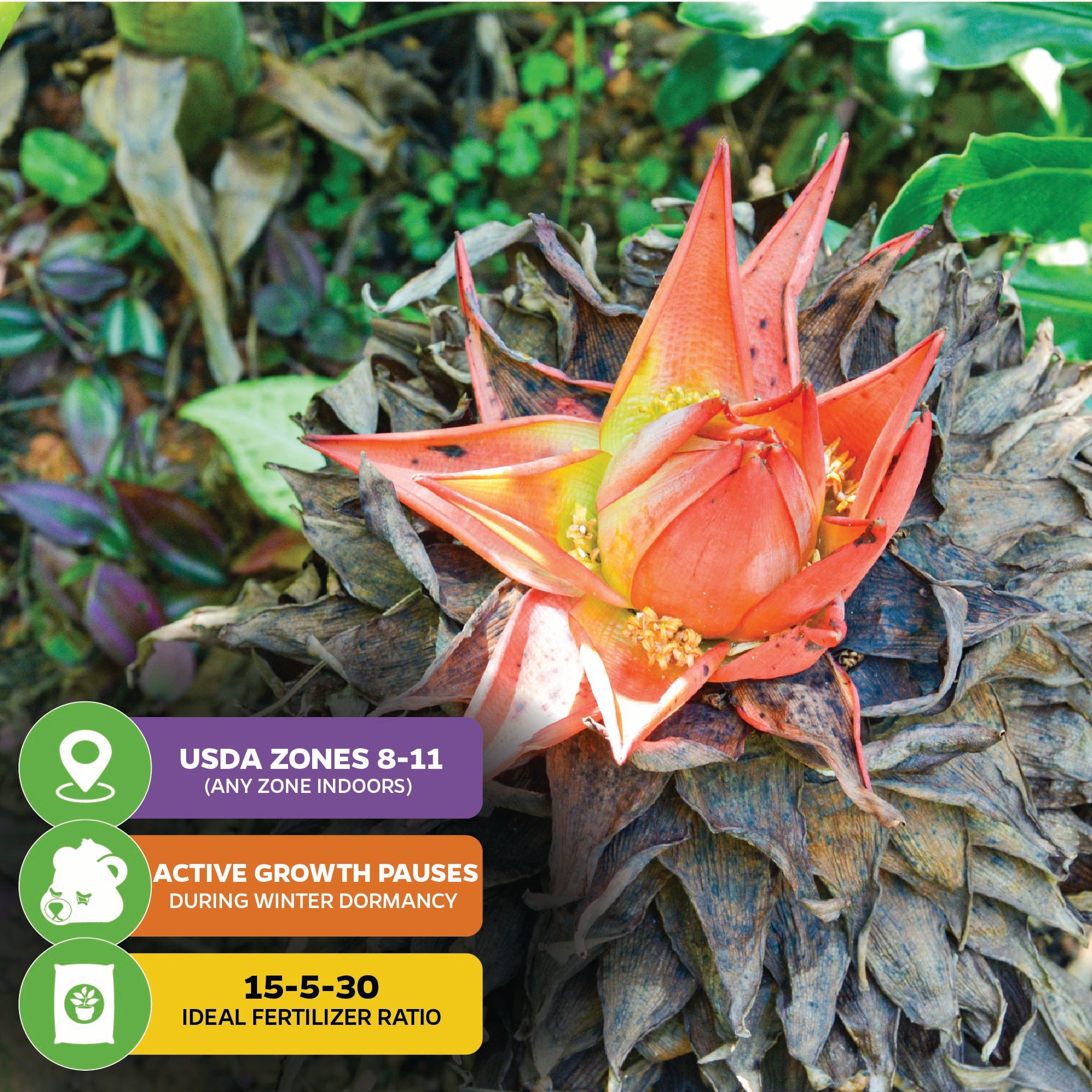A vivid orange bloom emerges from dried leaves amid the red-green foliage of Wellspring Gardens’ Red Abyssinian Banana (Ensete ventricosum Maurelii). Infographic notes USDA zones 8–11, winter dormancy, and a 15-5-30 fertilizer ratio.