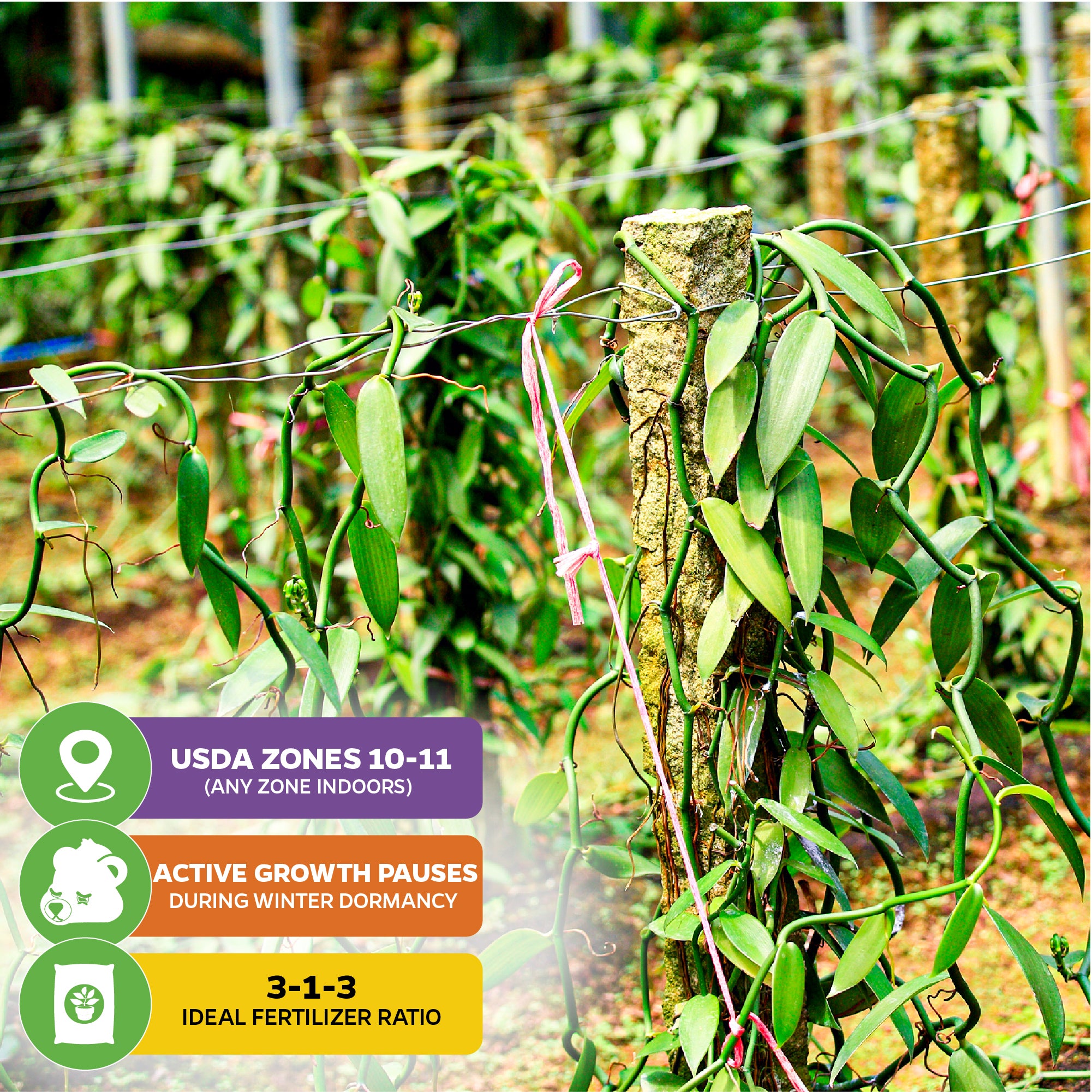 Sunshine State Vanilla Bean Orchid (Vanilla planifolia) by Wellspring Gardens grows outdoors on wooden supports. It thrives in USDA zones 10–11, pauses growth in winter, and prefers a 3-1-3 fertilizer for ideal Florida cultivation.