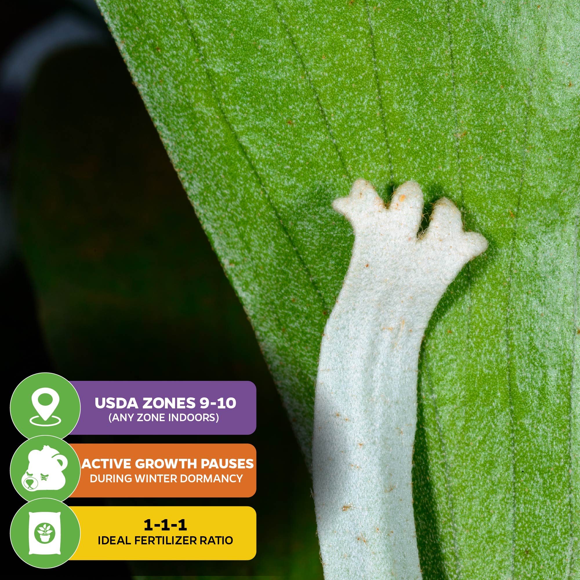 Close-up of a Superbum Staghorn Fern (Platycerium superbum) by Wellspring Gardens on a green leaf. Icons show care info: USDA zones 9–10 or indoors, pauses growth in winter, and prefers 1-1-1 fertilizer for best results.