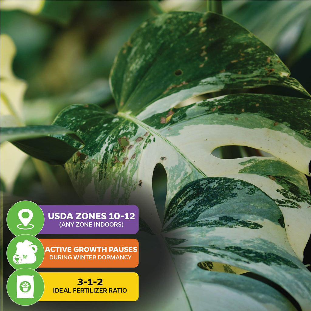Thai Constellation Monstera Variegated - Premium 3/4-QT size - Monstera deliciosa