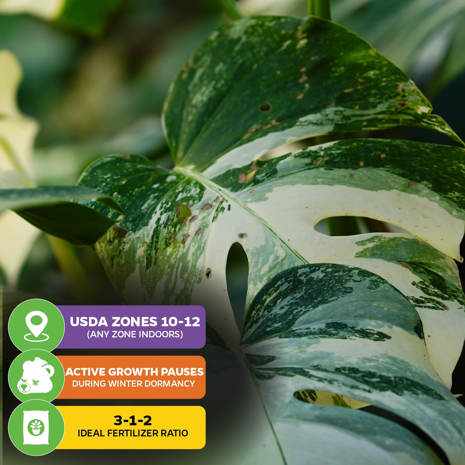 Thai Constellation Monstera Variegated - Monstera deliciosa