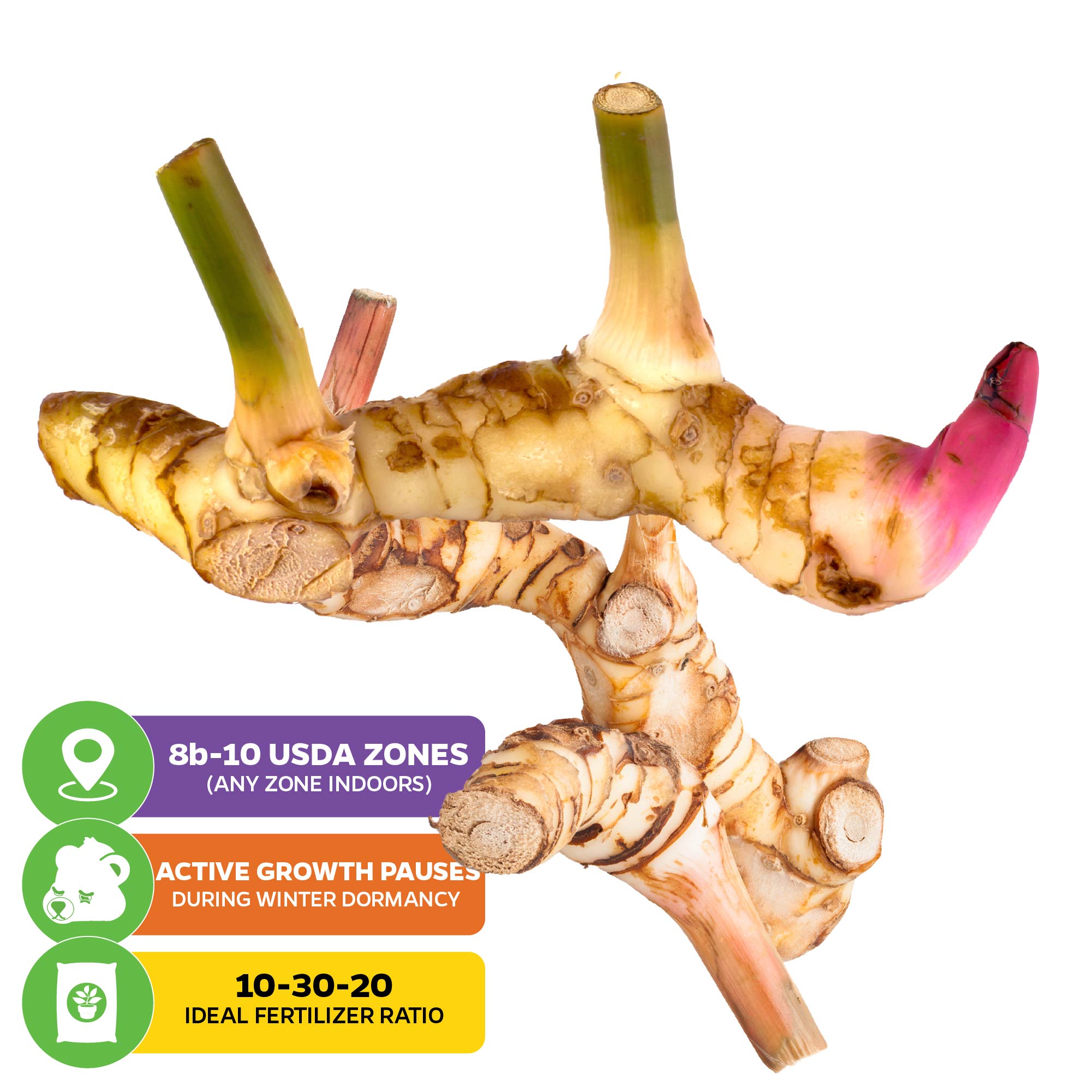 The image features Wellspring Gardens’ Galanga (Thai Ginger / Siamese Ginger) - Alpinia galangal on a white background, with infographic icons for USDA zones 8b-10, winter dormancy tips, and 10-30-20 fertilizer advice.