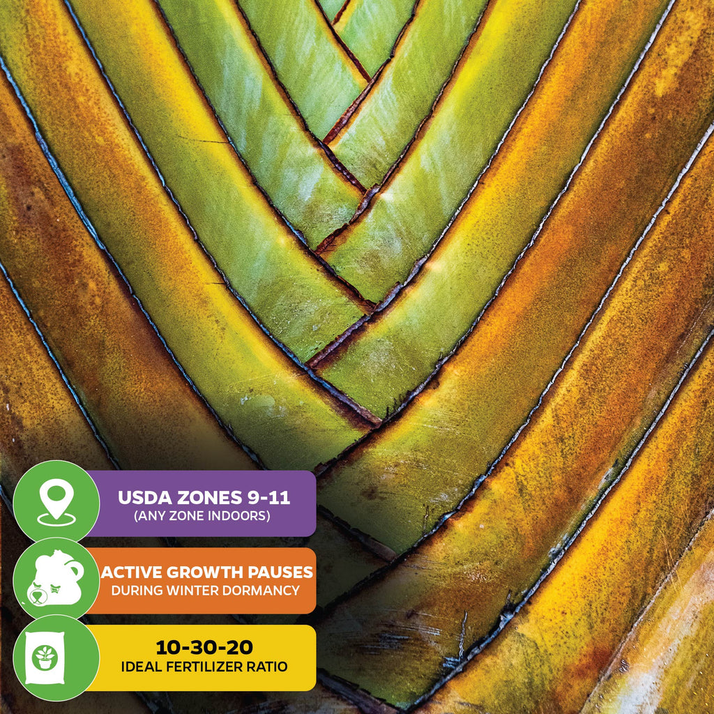 Traveler's Tree (Traveler's Palm) Premium 3/4-QT size - Ravenala madagascariensis