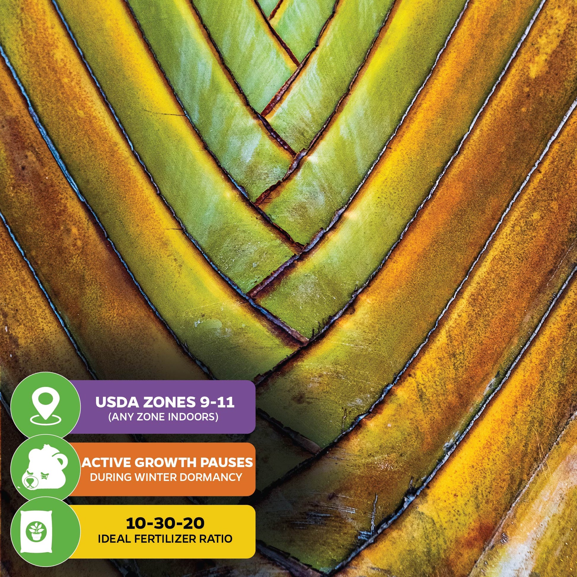 Traveler's Tree (Traveler's Palm) Premium 3/4-QT size - Ravenala madagascariensis