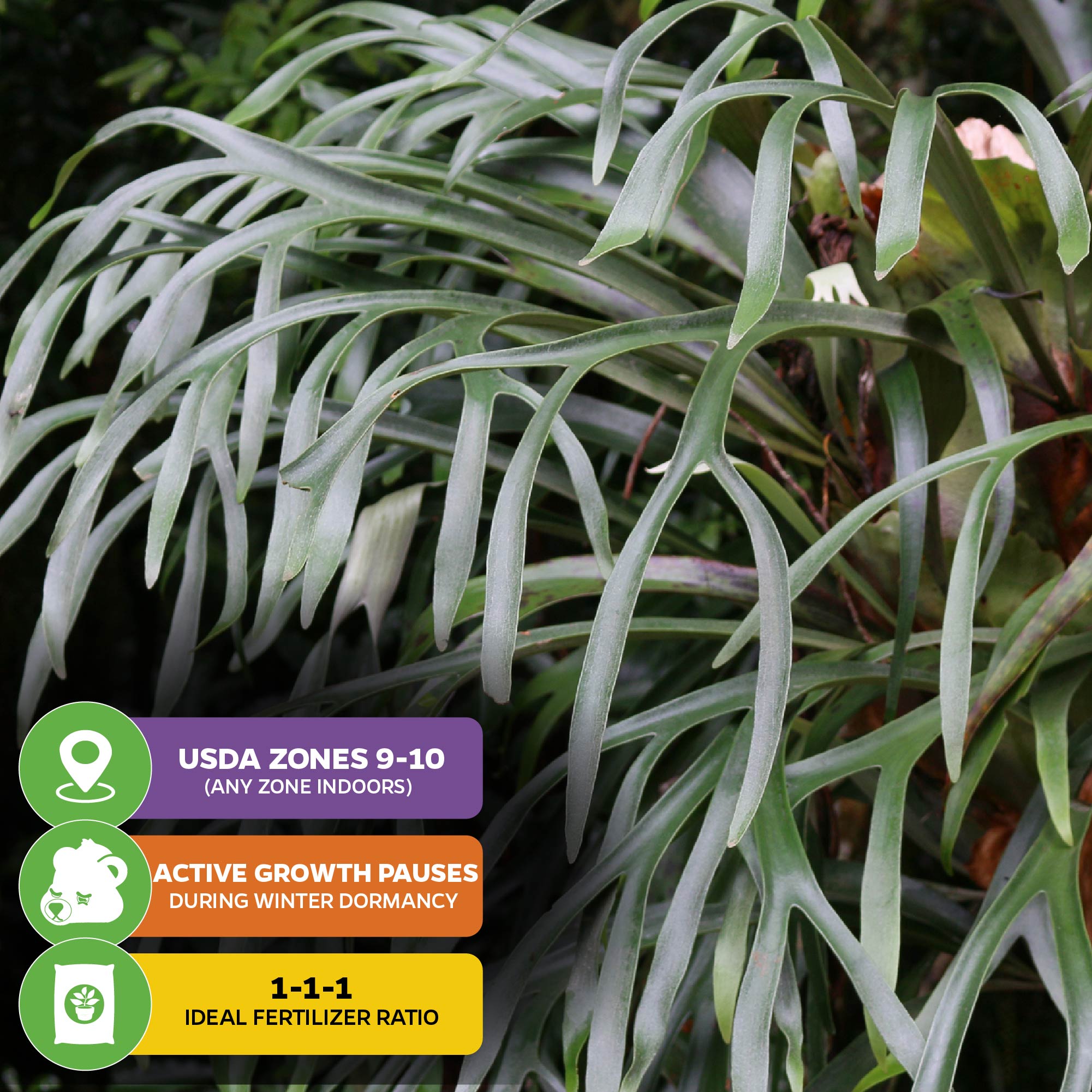 Large, green, lobed leaves of the Wellspring Gardens Silver Elkhorn Staghorn Fern (Platycerium veitchii) fill the background. Infographics note USDA zones 9–10, winter dormancy, and a 1-1-1 fertilizer ratio for care.