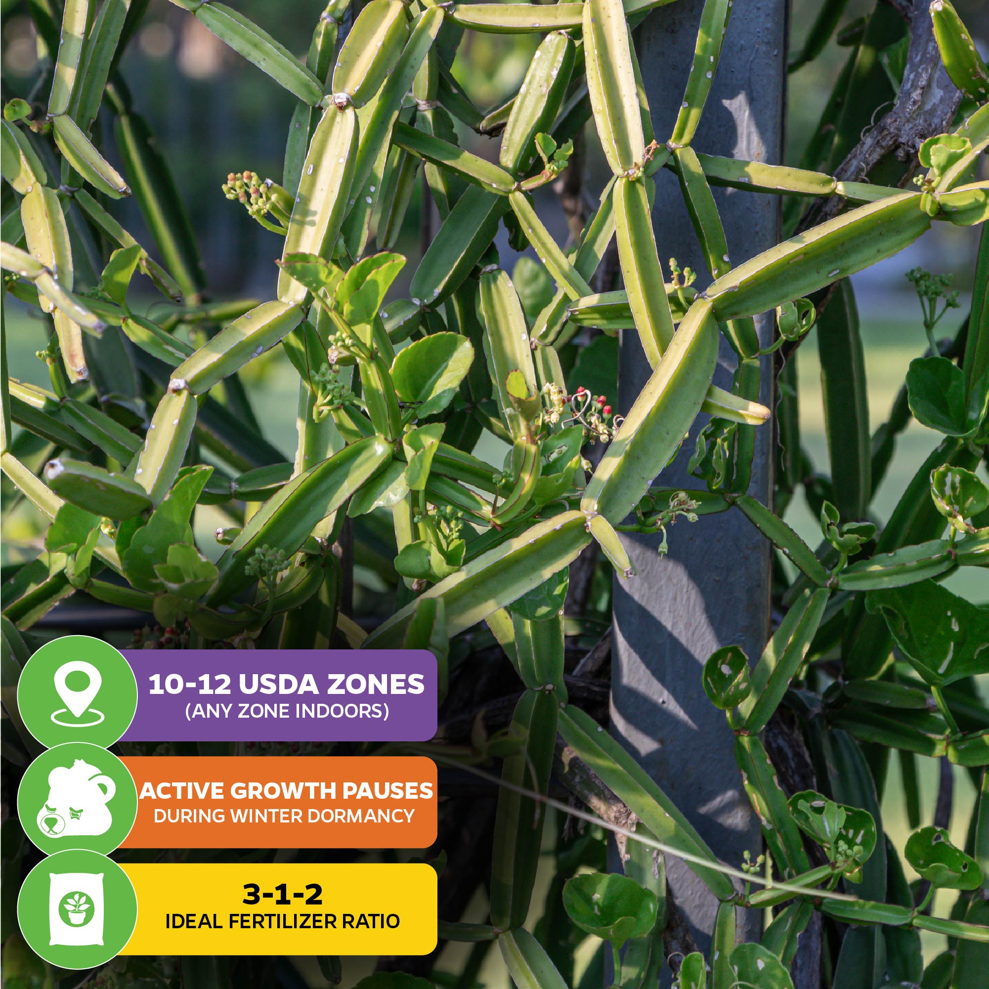 Veldt Grape Ivy (weight loss) - Cissus quadrangularis