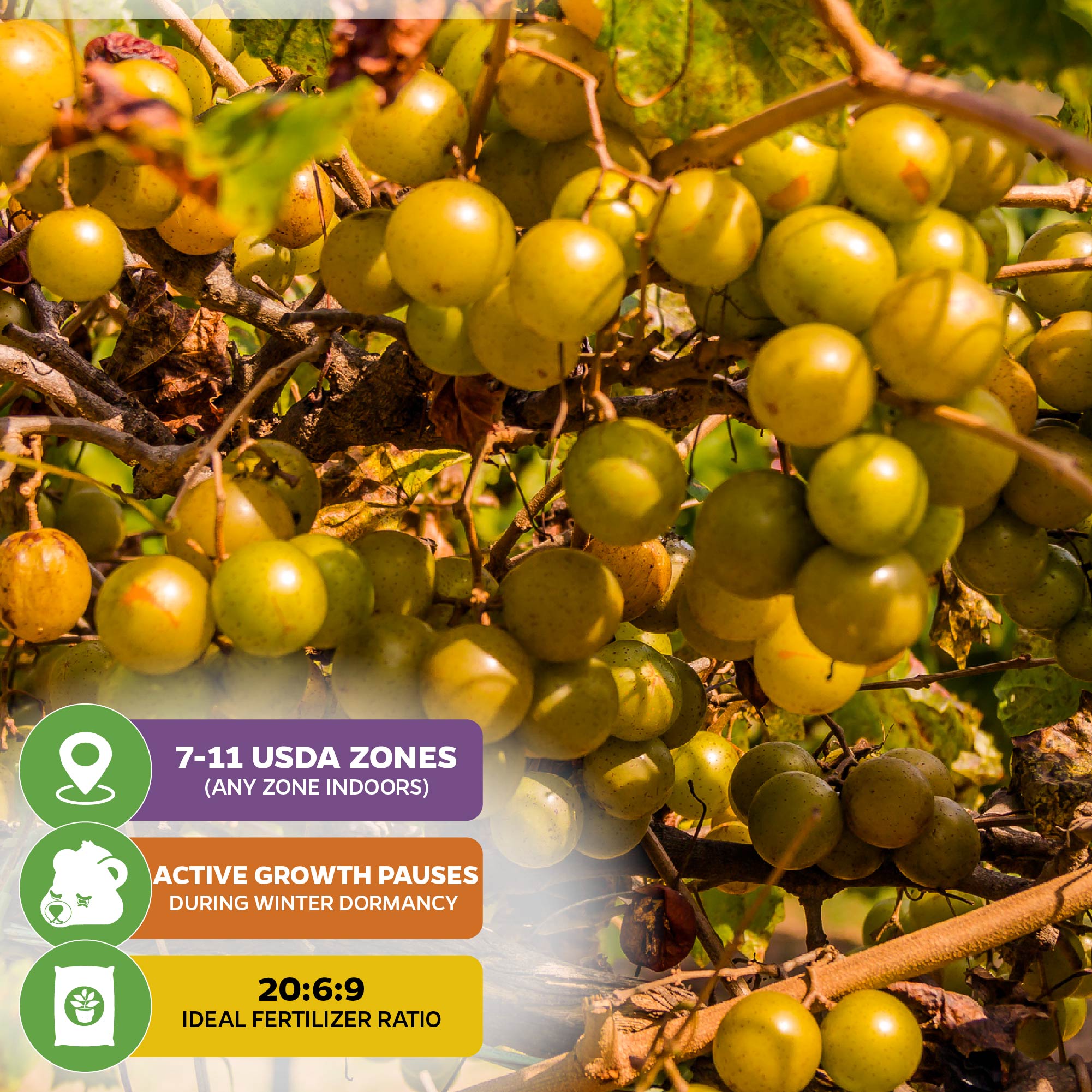 Welder Muscadine Grape - Vitis rotundifolia
