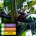 The White Bird of Paradise (Strelitzia alba) by Wellspring Gardens is a large tropical perennial with dark stems and bold white-purple blooms. Ideal for USDA Zones 10-11; winter dormant. Use 10-30-20 fertilizer for best growth.
