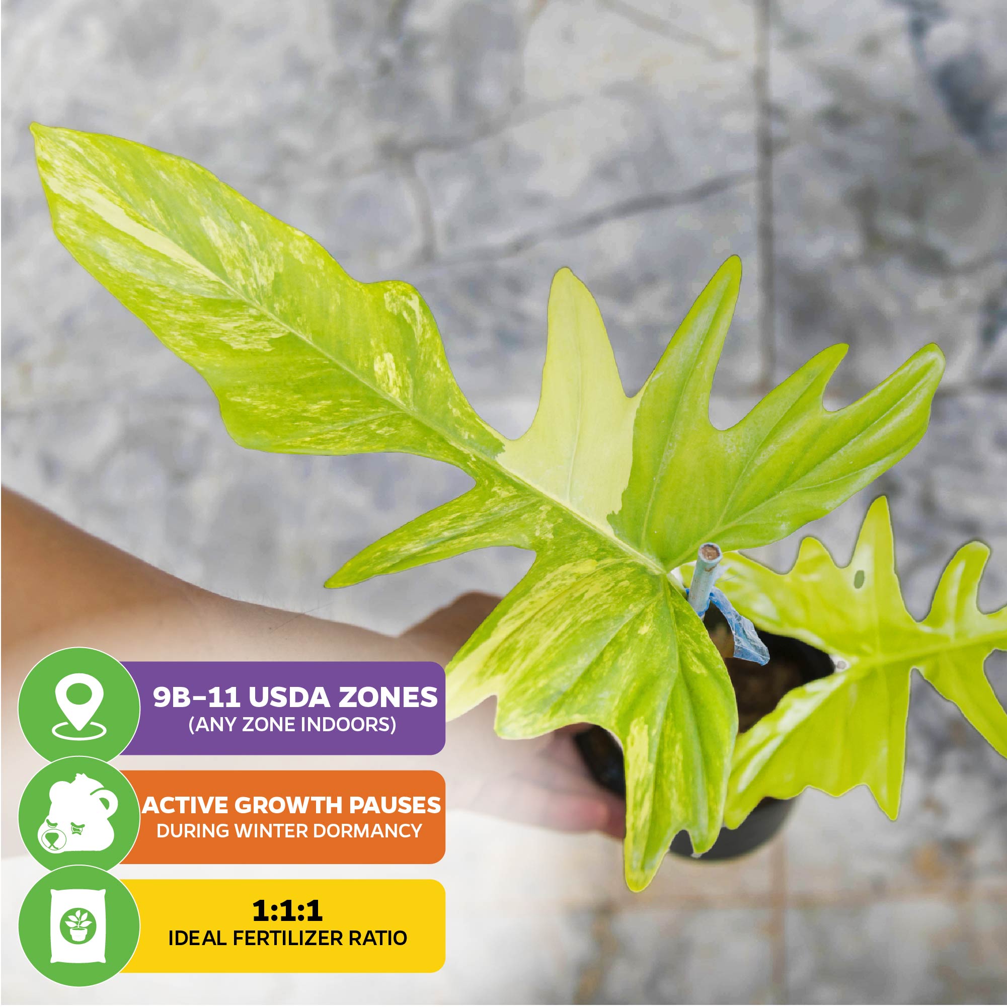 A hand holds Wellspring Gardens’ Philodendron Yellow Ghost, a rare houseplant with light green leaves. Icons show: USDA Zones 9b–11, winter dormancy slows growth, and a 1:1:1 ideal fertilizer ratio.
