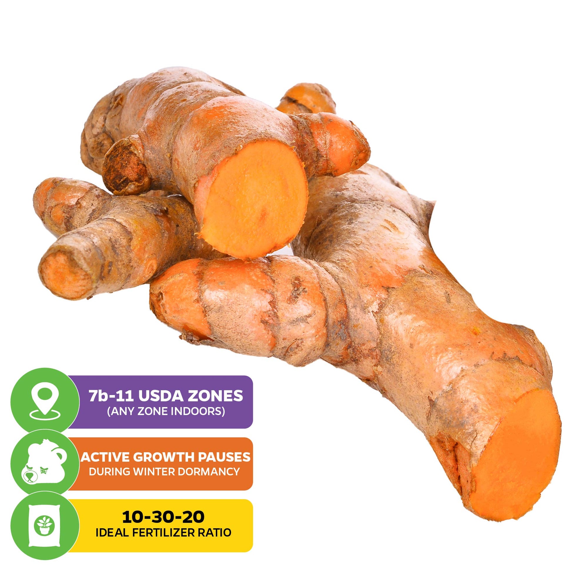 Yellow Turmeric Ginger - Curcuma longa