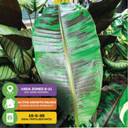 A close-up of a large, green and purple-striped Zebrina Rojo Banana (Musa acuminata) leaf by Wellspring Gardens is shown. Icons note care tips: USDA zones 8-11, pause growth in winter dormancy, and apply 15-5-30 fertilizer.