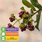 A close-up of a branch with clusters of red and green Allspice Tree (Jamaica Pepper) - Pimenta dioica, with icons showing: USDA zones 10–12, winter dormancy, and 1-1-1 fertilizer ratio recommended.