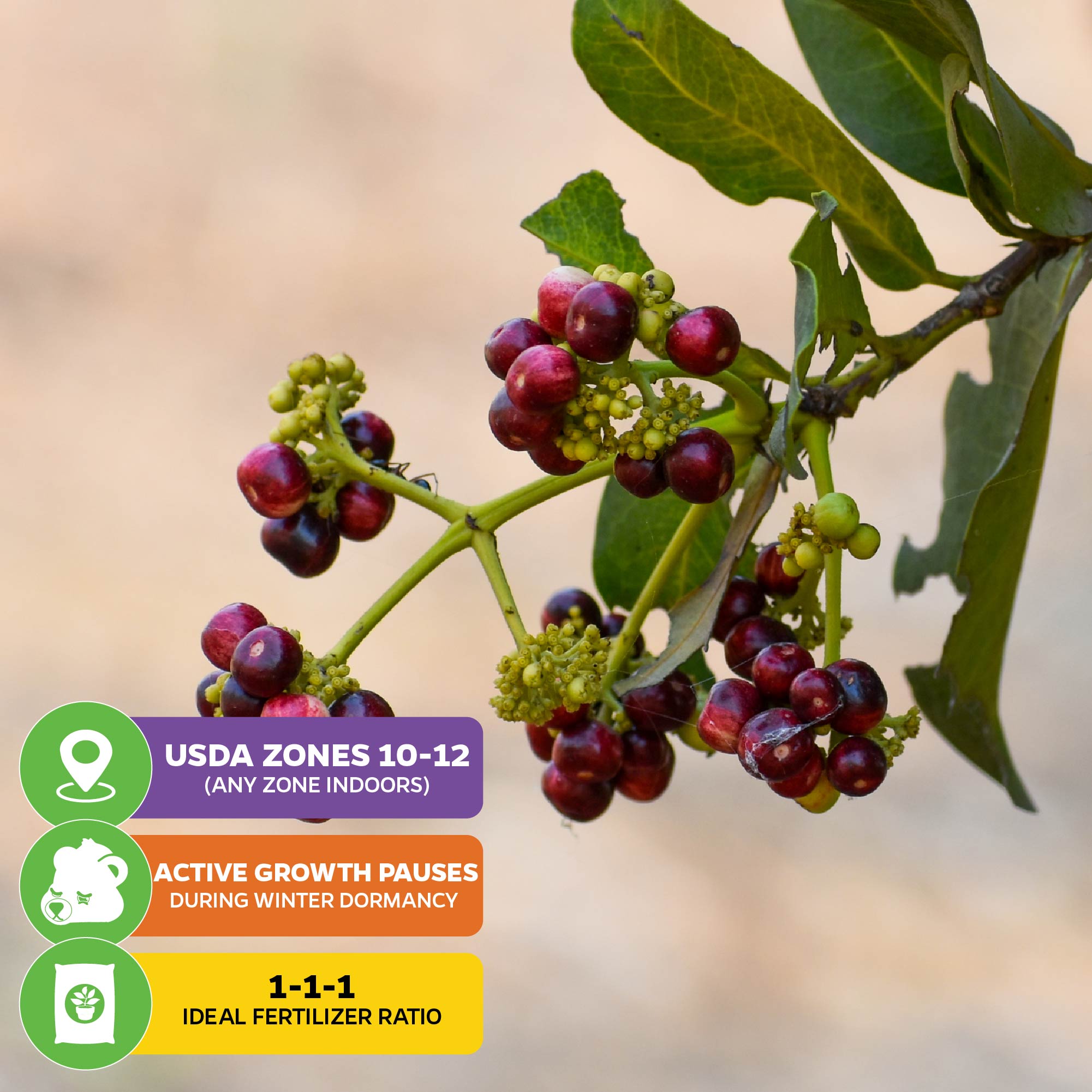 Allspice Tree (Jamaica Pepper) - Pimenta dioica
