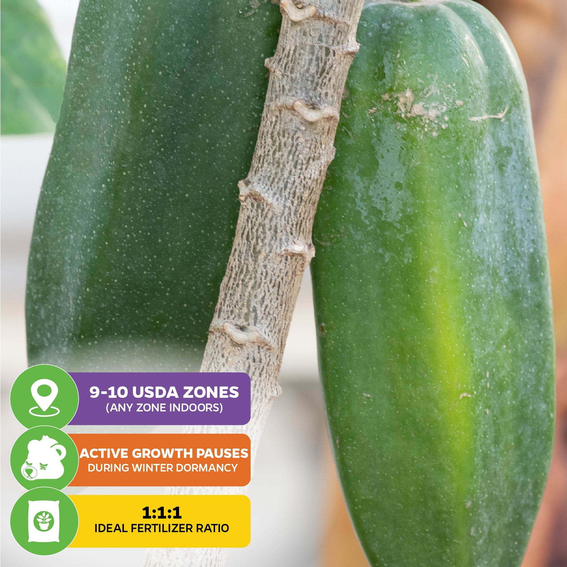 Babaco Mountain Papaya (Premium size) - Vasconcellea × heilbornii