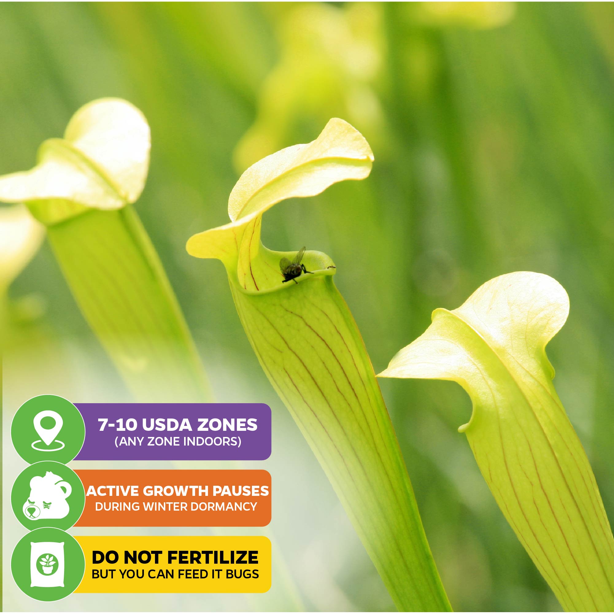 Barba Green Carnivorous Pitcher Plant - Sarracenia  Wellspring Gardens