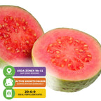 Bright Pink Guava - Psidium guajava