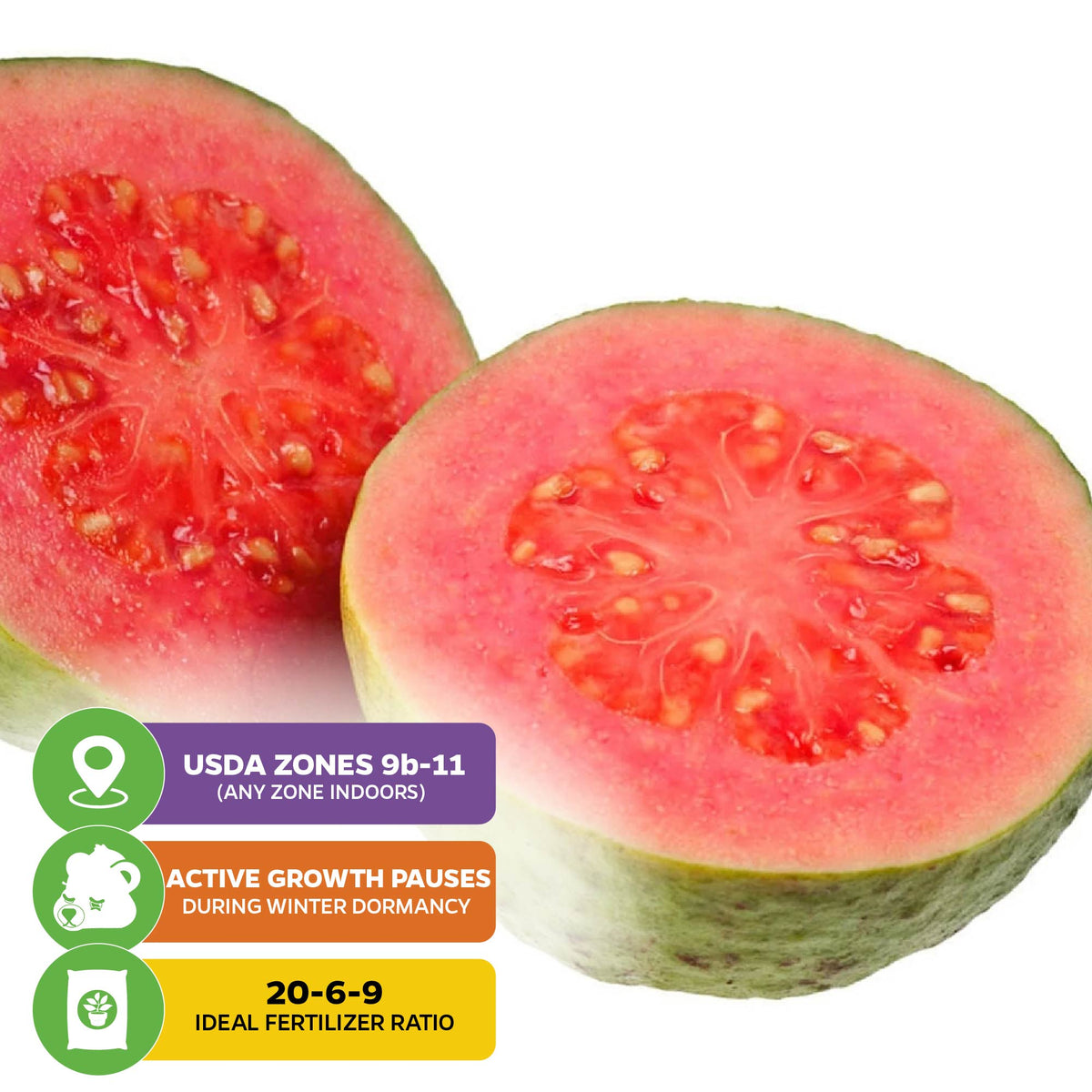 Bright Pink Guava - Psidium guajava