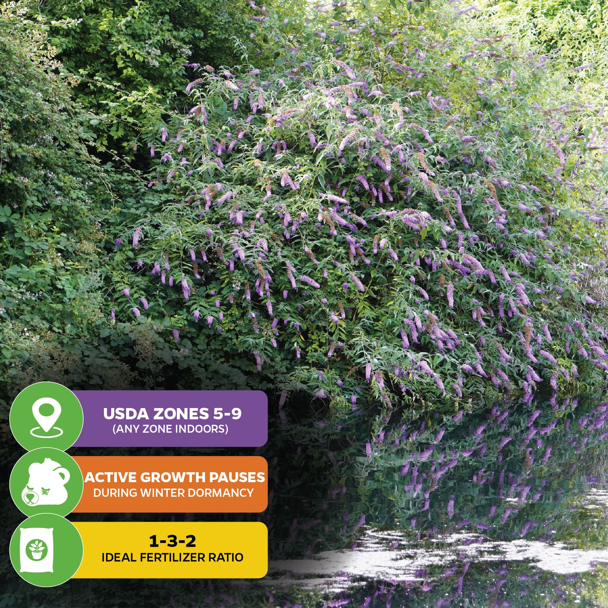 A large Wellspring Gardens Black Knight Butterfly Bush (Buddleia davidii) with purple blooms grows near a pond, amid green foliage. Info boxes show USDA zones 5-9, winter dormancy, and a fertilizer ratio of 1-3-2.