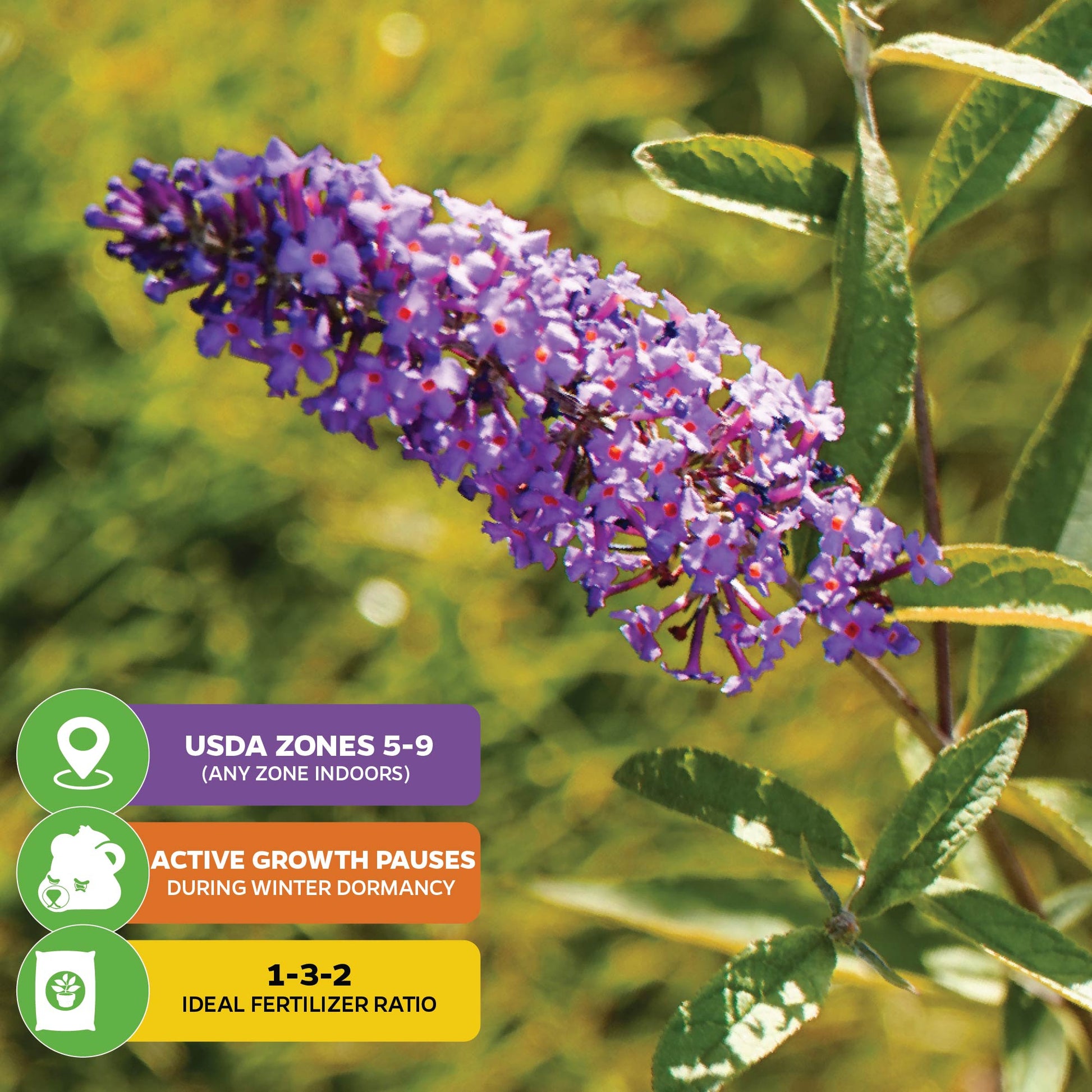 Bundle (2) Butterfly Bushes: Blue Nanho + Black Knight - Buddleia davidii